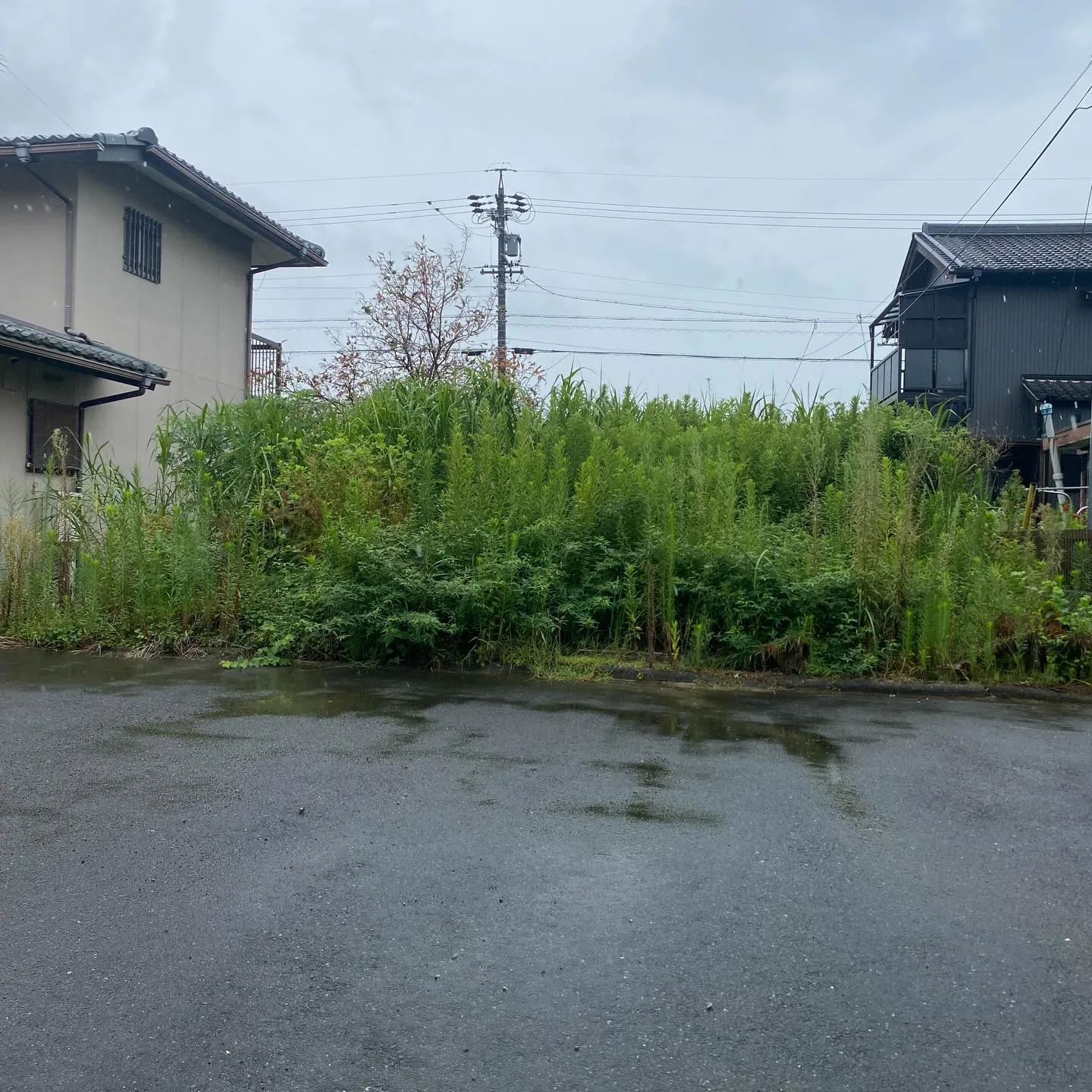 不動産会社様よりご依頼頂き、草刈りを行いました!