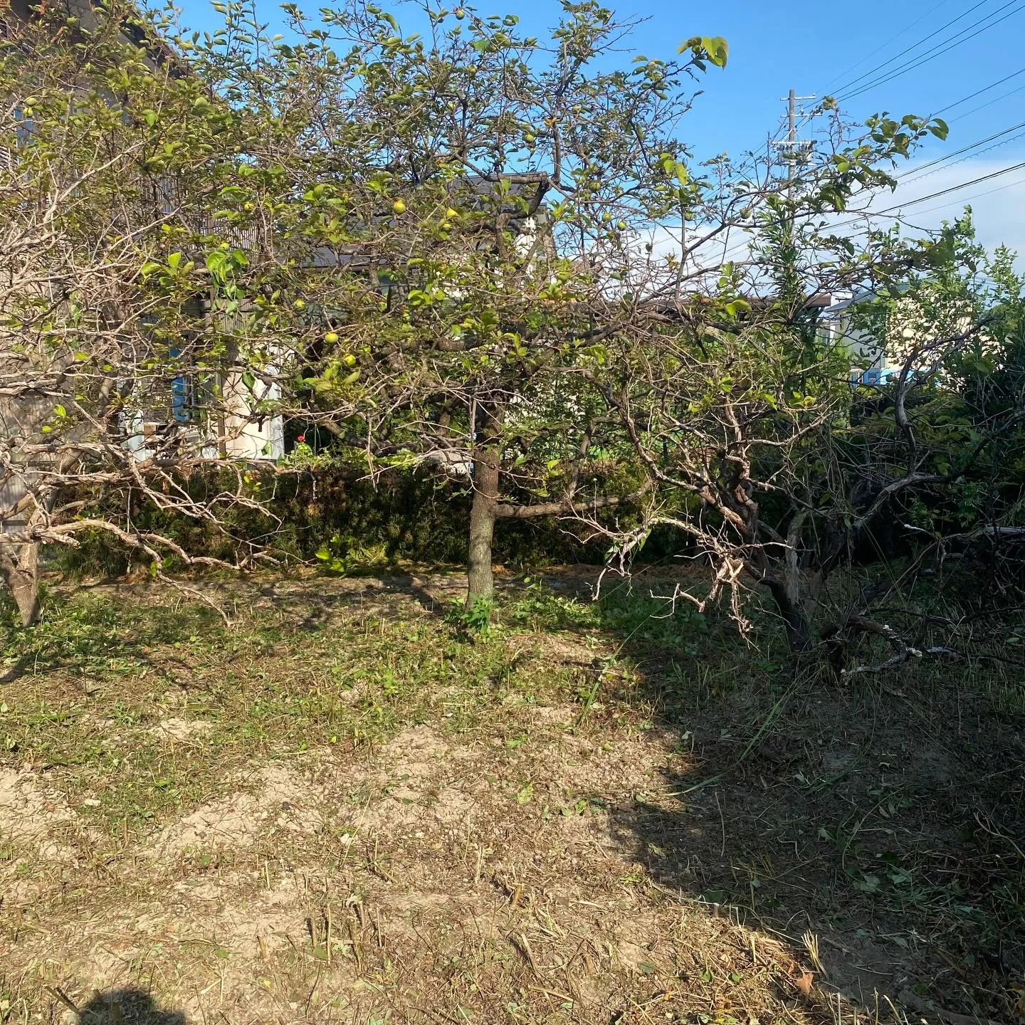 不動産会社様よりご依頼頂き、草刈りを行いました!